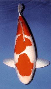 Kohaku